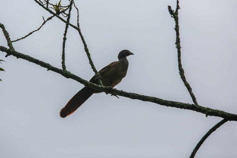 Uccelli a Medellin con un esperto bird-watcher (Privato)