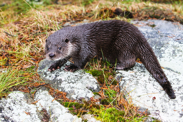 Vanuit Rovaniemi: Bezoek het wildpark in Ranua