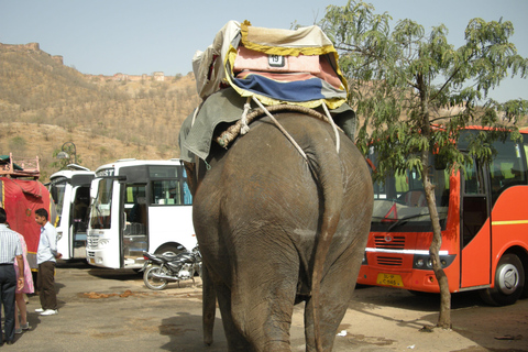 Jaipur: Amber Fort, Stadtpalast und Hawa Mahal Tagestour