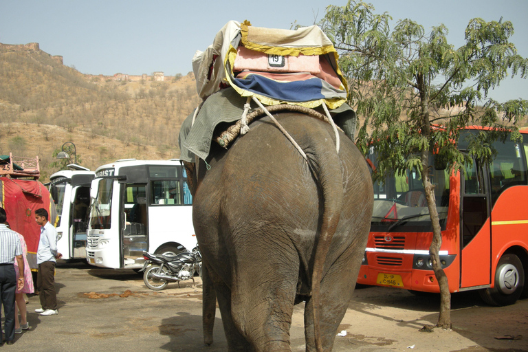 Jaipur: Amber Fort, Stadtpalast und Hawa Mahal Tagestour