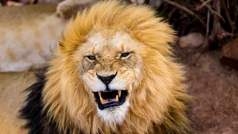 Ab Kapstadt: Aquila Game Reserve Safari Tour mit Mittagessen