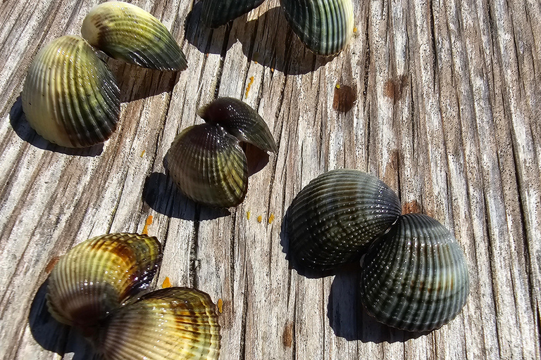 Från Durrës: Divjakë-Karavasta nationalpark dagsutflykt