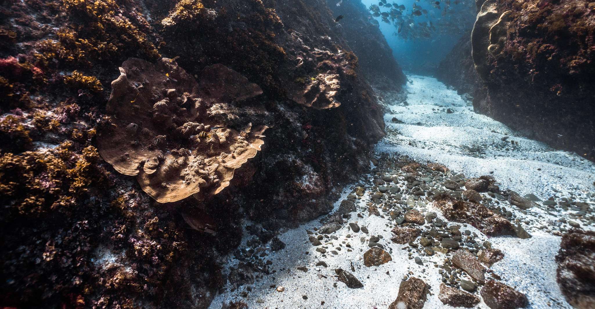 Byron Bay: Snorkeling Tour at Julian Rocks, Nguthungulli photo 11