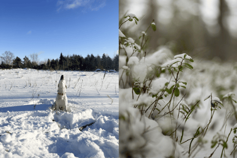 Slow Tour West : Arvo Pärt Centre and Coastal Hikes With sauna session