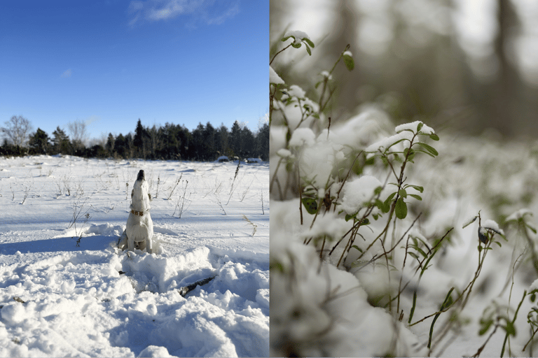 Slow Tour West : Arvo Pärt Centre and Coastal Hikes With sauna session