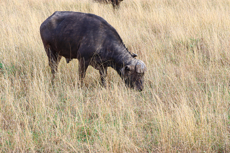 Privérondleiding door het Nairobi Nationaal Park