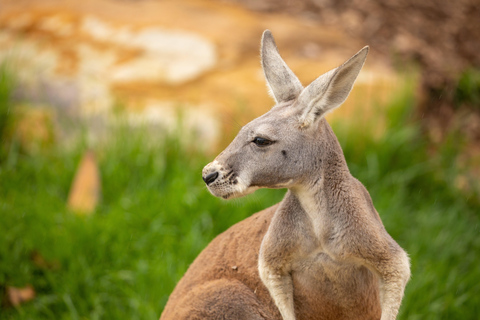 Sydney: Sydney Zoo Admission Ticket