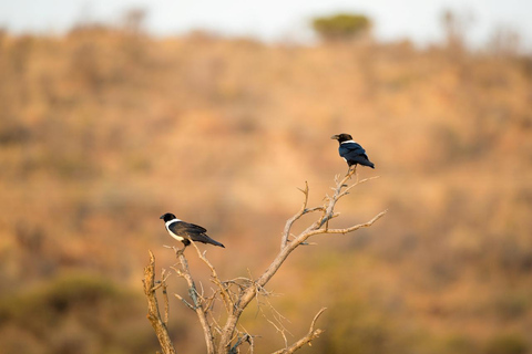 Pilanesberg: Morning-to-Sunrise Safari in an Open Vehicle Small Group Sharing Rate