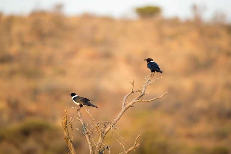 Pilanesberg: Morning-to-Sunrise Safari in an Open Vehicle Small Group Sharing Rate