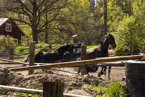 赫尔辛基：驯鹿公园与马厩私人游赫尔辛基：驯鹿公园与马厩私人导览游