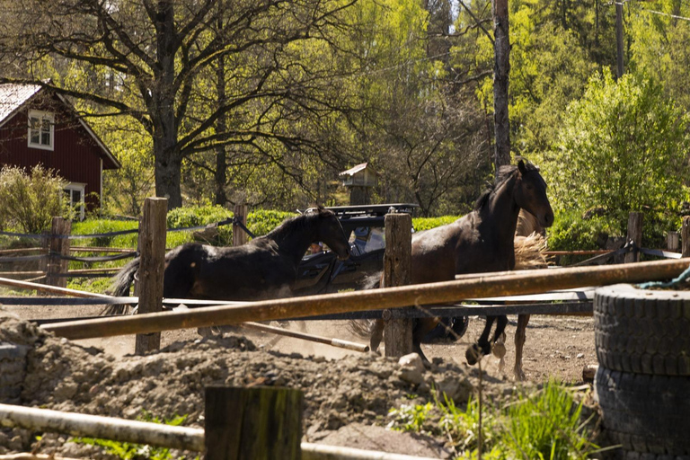 赫尔辛基：驯鹿公园与马厩私人游赫尔辛基：驯鹿公园与马厩私人导览游