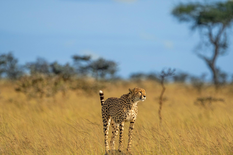 3-day private Maasai Mara & Maasai village visit Ugrade to Mid Range Lodge