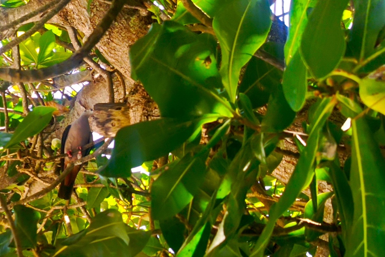 Port Vila: Pele Island Day Tour with Lunch & Snorkeling