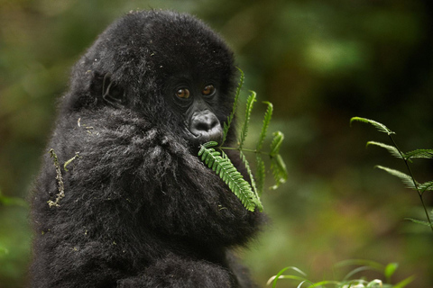 Ruhengeri, Rwanda (safari z trekkingiem na goryle)