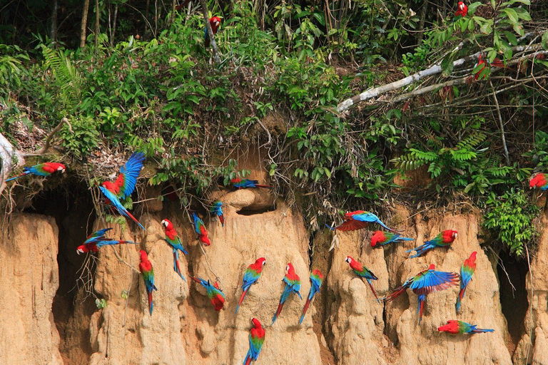 Cusco: 4-Day Manu National Park Trip with Lodging