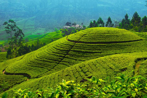 Kandy: Full-Day Tour with Historical Cultures