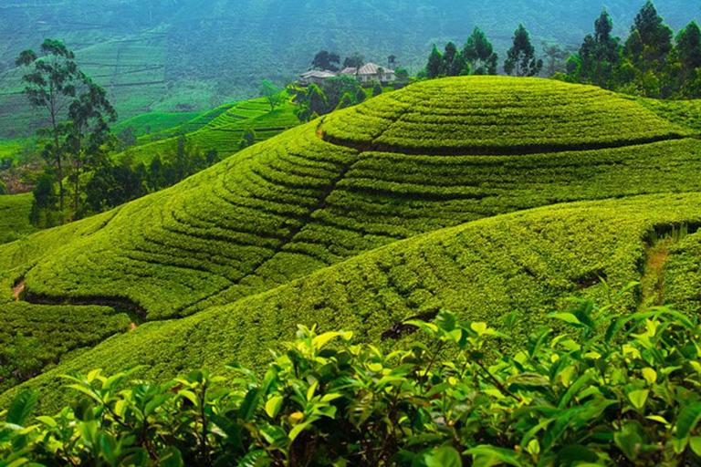 Kandy: Full-Day Tour with Historical Cultures