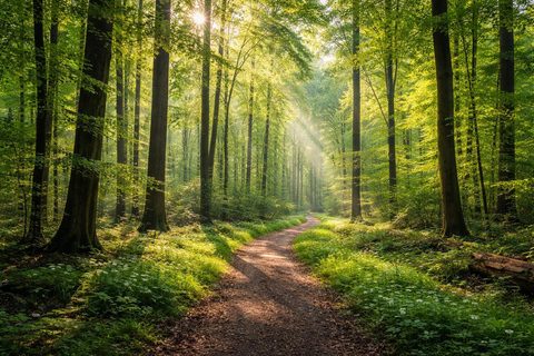 Micro Retreat in Frankfurt City Forest – Meditation, Nature & Deep Reset