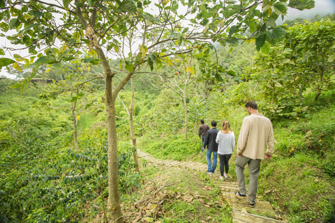 Upplevelse av kaffeodling på La Palma &amp; El Tucán från Bogotá