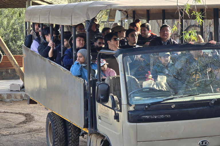 Cape Town: Cruise Passengers sunset Safari & Wine Tour