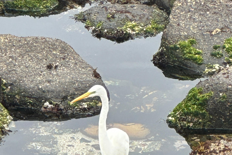 From Valparaiso: Private Mantagua Wetlands & Penguins Tour