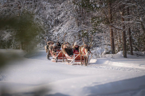 Rovaniemi: Winter Adventure Reindeer Safari