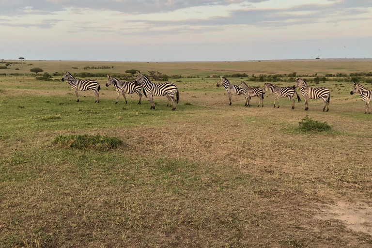 Desde Nairobi: safari de 3 días al Parque Nacional Masai Mara