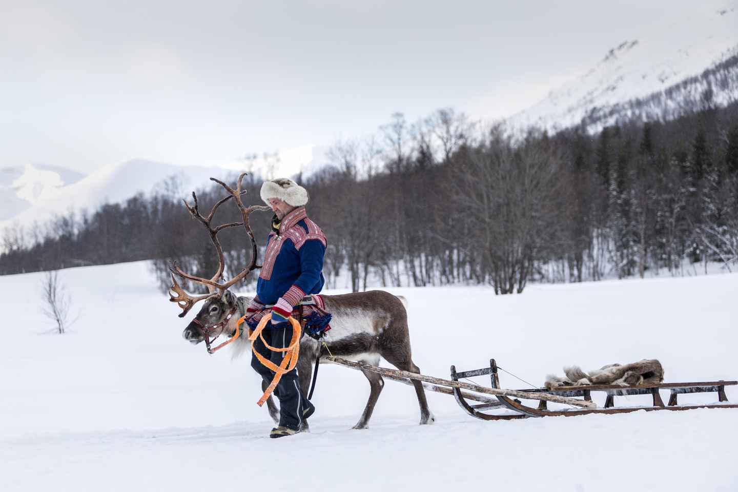 From Tromsø: Daytime Reindeer Sledding at Camp Tamok