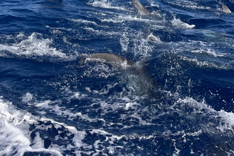 Costa Calma: Fuerteventura Dolphin Watching Boat Tour