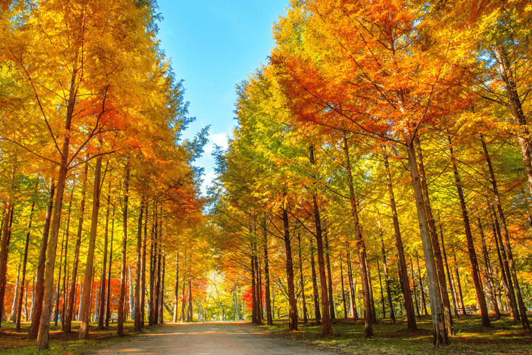 Seoul: Seoraksan & Nami island & Korean Garden Tour [Winter wonder] Seoraksan+Nami island+ Eobi Ice Valley