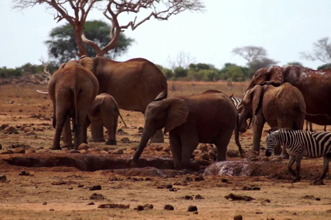 Au départ de Mombasa : Safari d&#039;une journée dans le parc national de Tsavo East