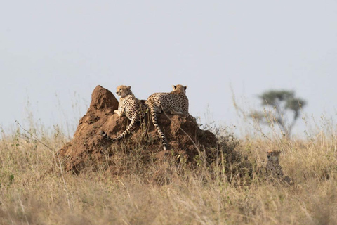 1-tägige private Safari zum Lake Manyara National Park