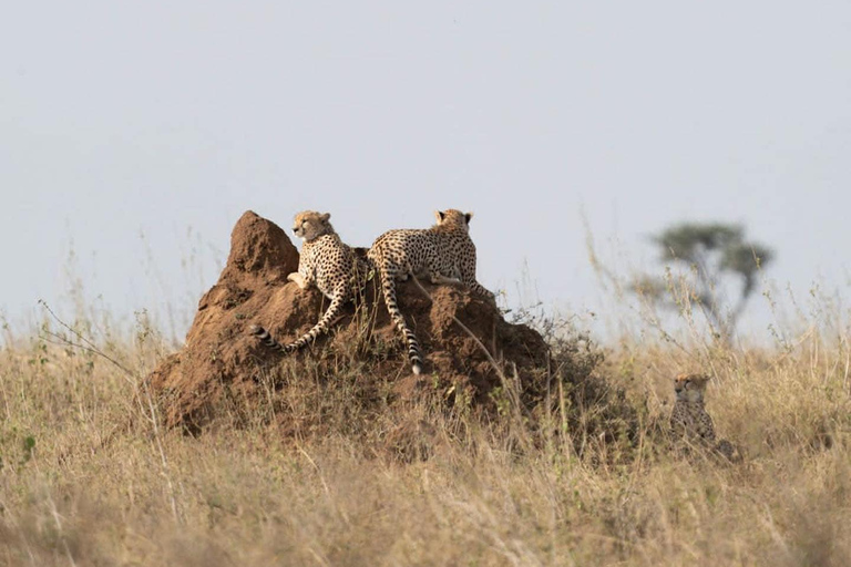 1-tägige private Safari zum Lake Manyara National Park
