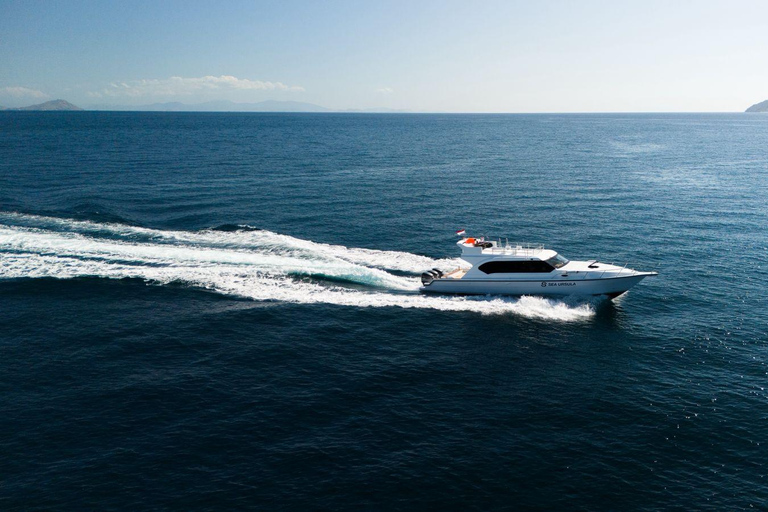 Komodo Day Trip 6 Spots | Premium Speedboat & Entrance Fees
