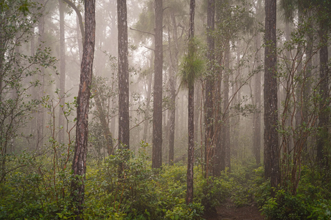 Maurice : randonnée guidée dans les gorges de la Rivière NoireMaurice : Randonnée guidée dans les gorges de la Rivière Noire
