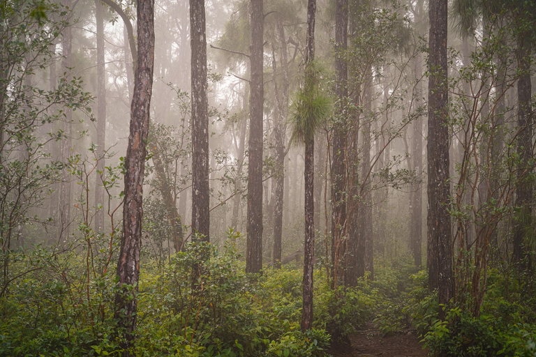Maurice : randonnée guidée dans les gorges de la Rivière NoireMaurice : Randonnée guidée dans les gorges de la Rivière Noire
