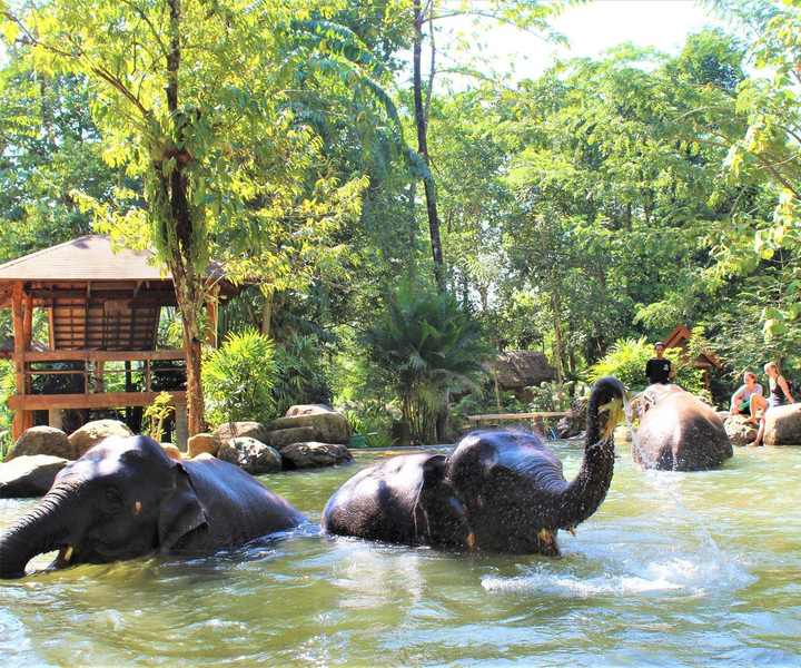 Khao Sok: Ethical Elephant Experience