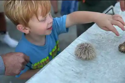 Myrtle Beach: Dolphin & Sealife Cruise, Great For All Ages!