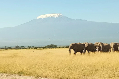 Nairobi: Lake Naivasha & Amboseli National Park 3-day safari L. Naivasha, Hell's gate & Amboseli National Park 3-day tour