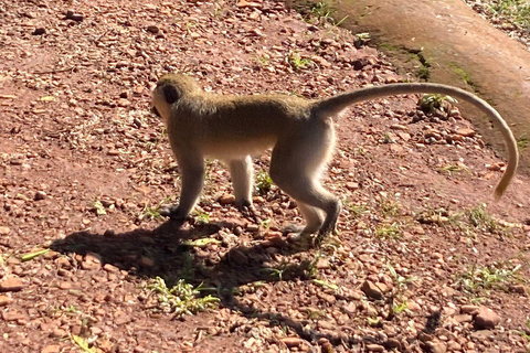 From Kampala: Full-Day Jinja Sightseeing Adventure