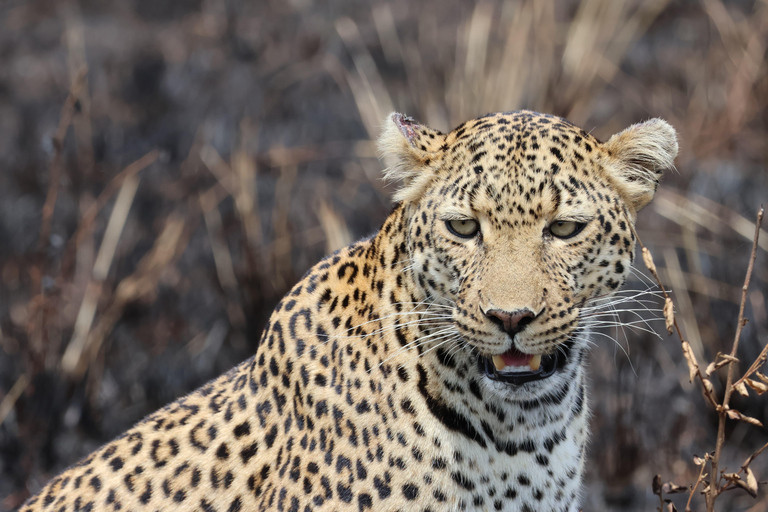 De Arusha: Visita a Tarangire, Serengeti e Lago Manyara