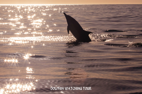 Dolphin Watching and Snorkeling Tour with Hotel Transfers