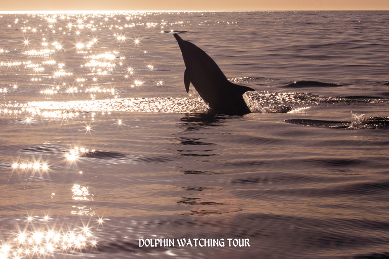 Dolphin Watching and Snorkeling Tour with Hotel Transfers