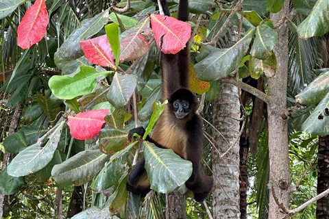 Panama City: 5-Stop Caribbean Boat Day Trip & Isla Mamey