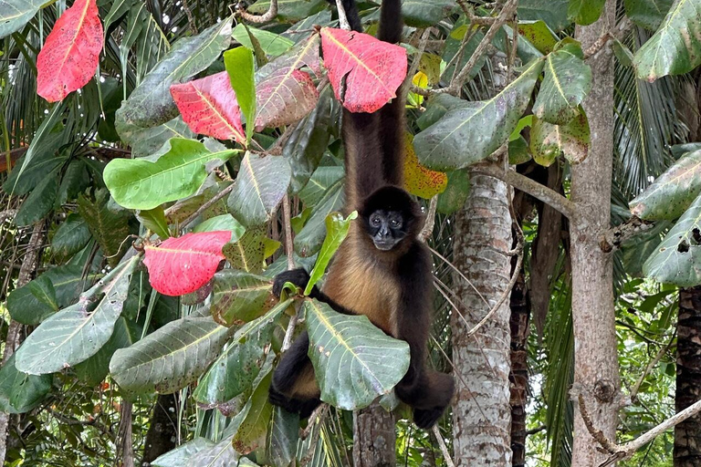 Panama City: 5-Stop Caribbean Boat Day Trip & Isla Mamey