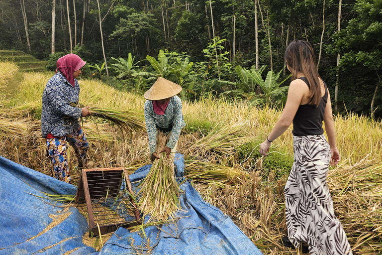 Yogyakarta: Flying Fox, Pule Payung & Ricefield Scenic Tour