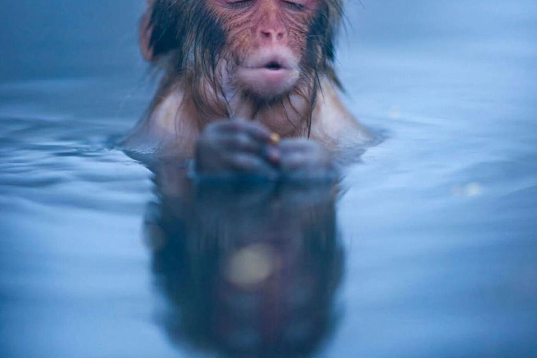 Tokyo: Nagano Day Trip with Snow Monkey Park & Temple.