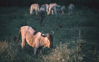 Ngorongoro Day Trip - Housity