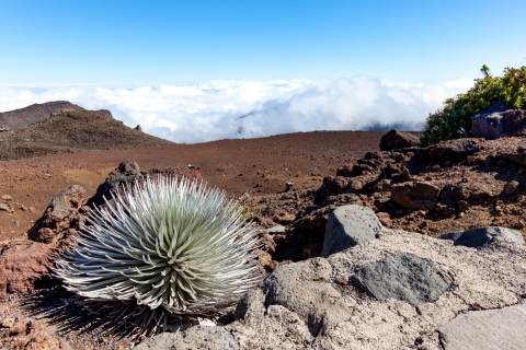 Maui: Sunrise & Breakfast Tour do Parku Narodowego Haleakala