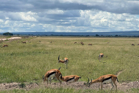 Nairobi: 4 Days epic trip to Amboseli, Tsavo West & East